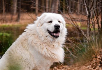 How Much Exercise Does a Great Pyrenees Need?