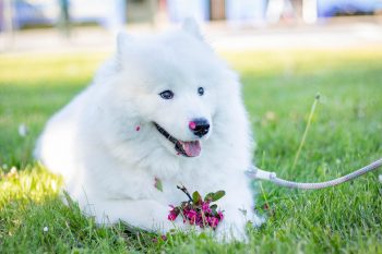 How Often Do You Need a Groom a Samoyed?