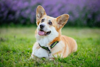 How Much Exercise Does a Corgi Need?