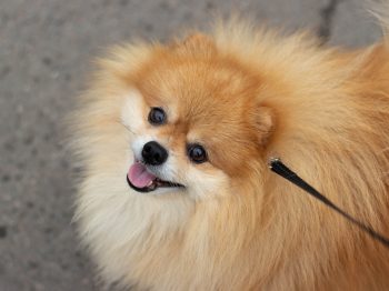 How Much Exercise Does a Pomeranian Need?