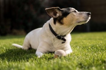 How Much Do You Feed a Jack Russell