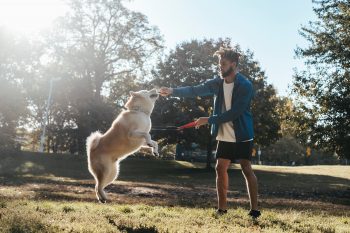 How Much Exercise Does a Akita Need?