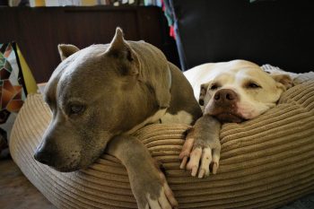 Are Pit Bulls Good with Kids?