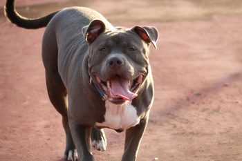 What’s The Best Age to Spay a Female Pit Bull?