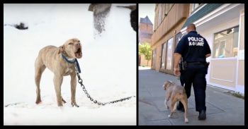 Pit Bull Chained Up In Snow Cried For Help, Police Officer Gives Her The Chance Of A Lifetime