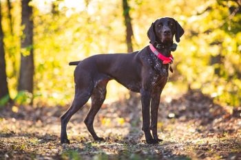 How Much Exercise Does a German Shorthaired Pointer Need?