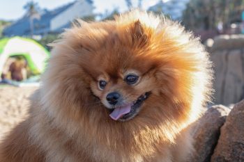 How Much Does a Pomeranian Bark?