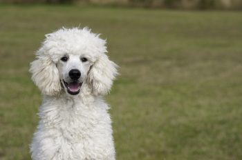 How Much Does a Poodle Bark?