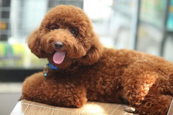 Are Poodles Good with Kids?