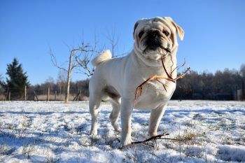 Are Pugs Safe in Cold Weather?