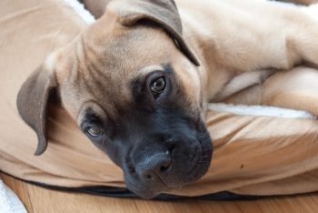 What’s The Best Age to Spay a Female Mastiff?