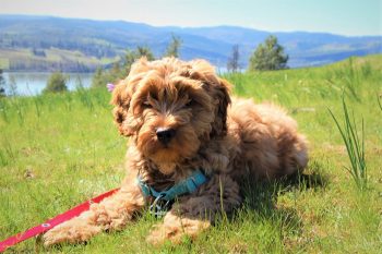 Can a Labradoodle Live in An Apartment?