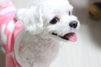 What’s The Best Age to Spay a Female Maltese?