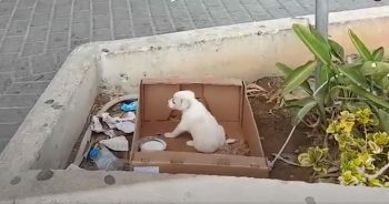 Small Puppy Dumped Outside Of A Supermarket Sat Crying Out For Help