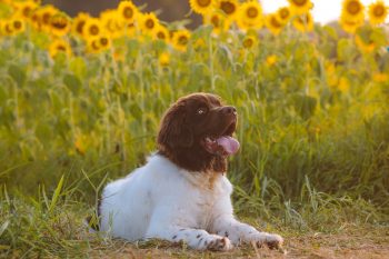 How Much Exercise Does a Newfoundland Need?