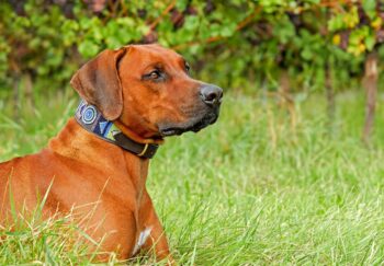 How Often Do I Take a Rhodesian Ridgeback Outside to Pee?