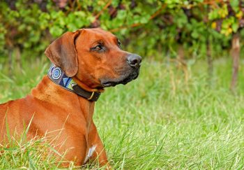 How Much Exercise Does a Rhodesian Ridgeback Need?