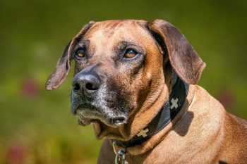 How Often Do You Need a Groom a Rhodesian Ridgeback?