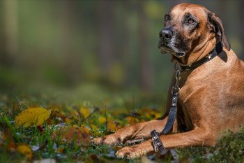 Are Rhodesian Ridgebacks Safe in Cold Weather?