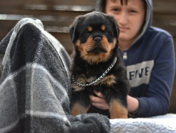 Are Rottweilers Good with Kids?