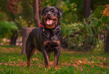 What’s The Best Age to Neuter a Male Rottweiler?