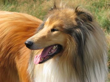 What’s The Best Age to Neuter a Male Collie?