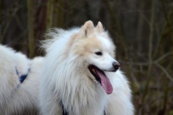 Are Samoyeds Safe in Cold Weather?