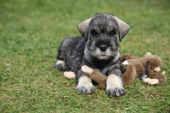 Ideal Diet for Schnauzers – The Ultimate Schnauzer Feeding Guide