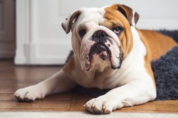 Ideal Diet for Bulldogs – The Ultimate Bulldog Feeding Guide