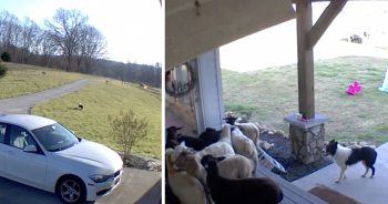 Sheepdog Woke Up ‘Home Alone’, Gets To Work Doing Some Herding On His Very Own