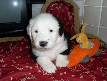 How Much Does a Old English Sheepdog Bark?