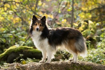 How Much Exercise Does a Sheltie Need?