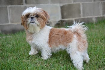 Are Shih Tzus Good with Kids?