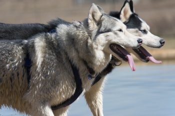 10 Best Dog Breeds for Joggers