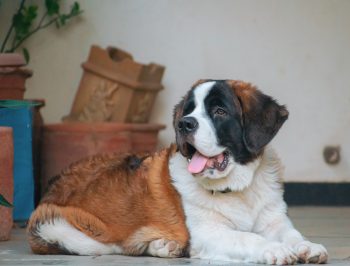 How Much Exercise Does a St. Bernard Need?