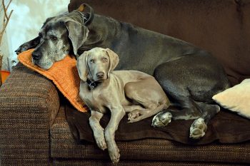 Can a Great Dane Live in An Apartment?