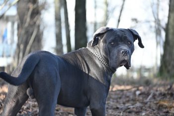 How Much Does a Cane Corso Bark?