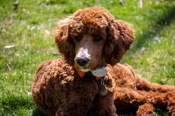 What’s The Best Age to Neuter a Male Poodle?