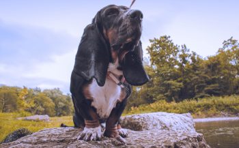 How Often Do You Need a Groom a Basset Hound?