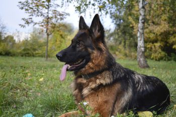 Are German Shepherds Safe in Cold Weather?