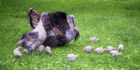 ‘Human Carcass’ Display to Butt In With Thanksgiving Message: Go Vegan!