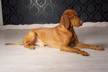 What’s The Best Age to Neuter a Male Vizsla?