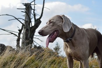 What’s The Best Age to Neuter a Male Weimaraner?