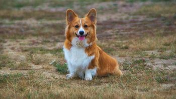 How Often Do I Take a Corgi Outside to Pee?