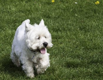 What’s The Best Age to Spay a Female Westie?