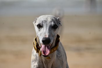 What’s The Best Age to Spay a Female Whippet?