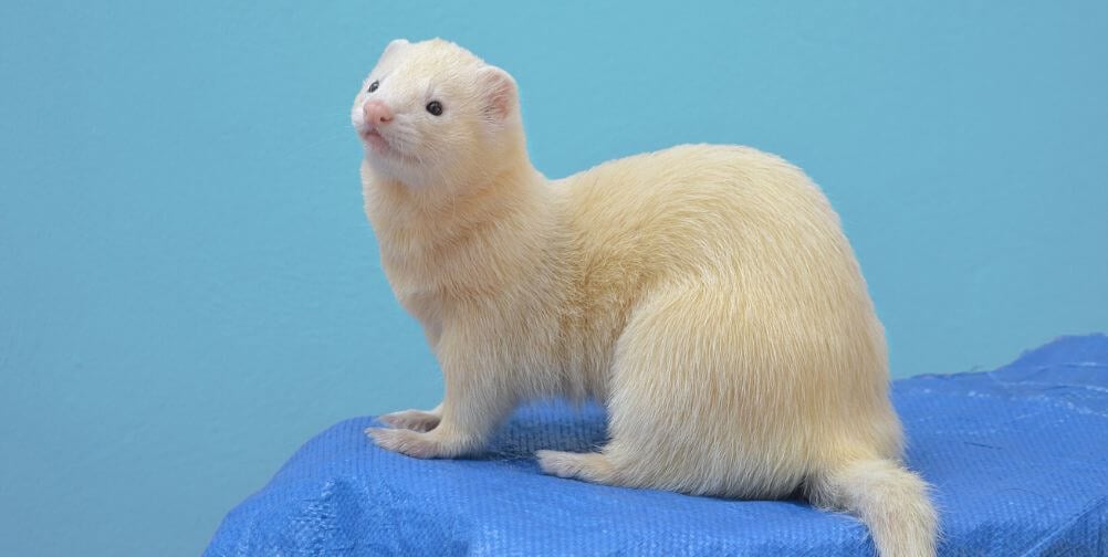 Army Ends Brain-Damage Test on Ferrets at Wayne State After PETA Outcry