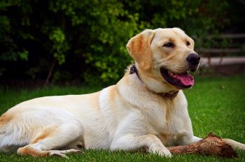 Can a Lab Live in An Apartment?