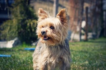 How Much Does a Yorkie Bark?