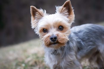 How Much Excercise Does a Yorkie Need?